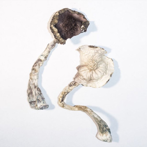 6 Magic Mushrooms FAQs: How long do shrooms take to kick in?